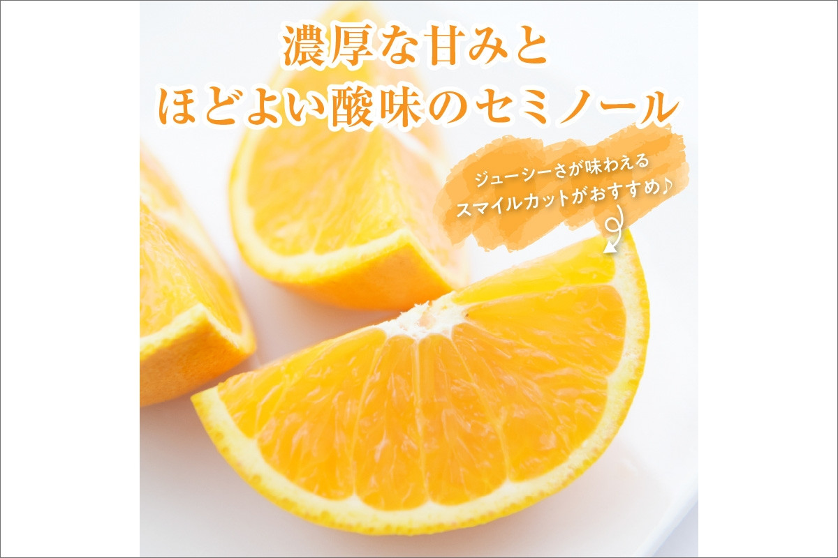 【2026年発送 先行予約品】