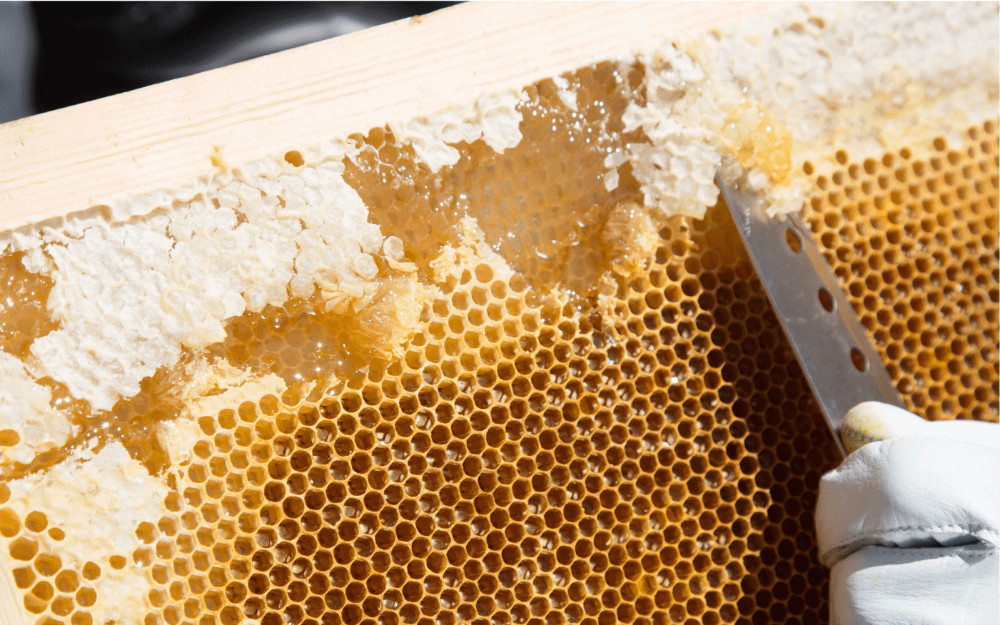 はちみつ採取の様子