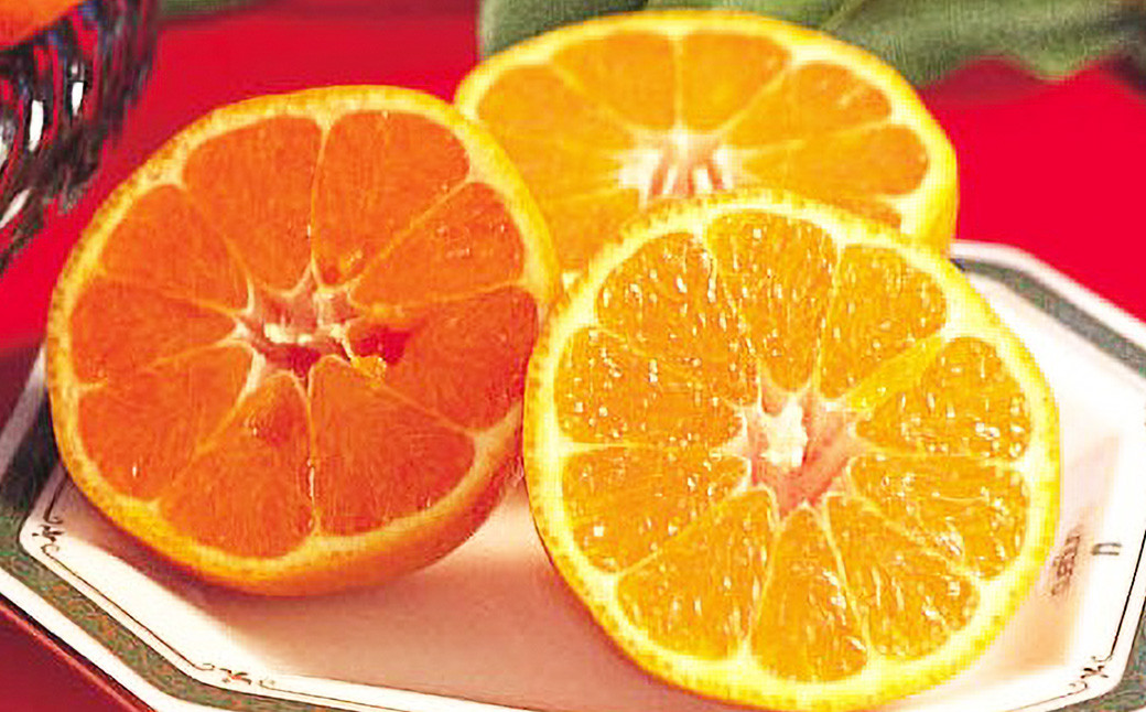 熊本県産 ポンカン 約2.2kg