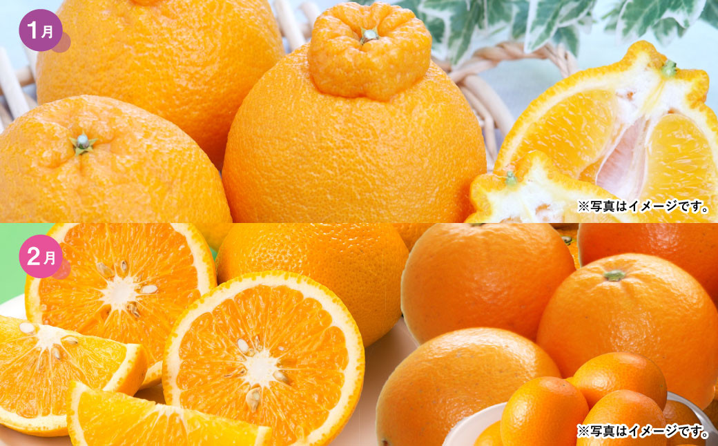 熊本便り!旬の柑橘堪能定期便