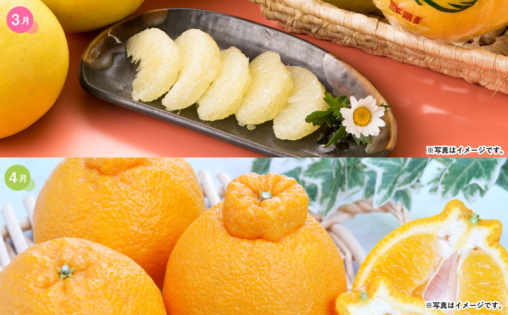 熊本便り!旬の柑橘堪能定期便