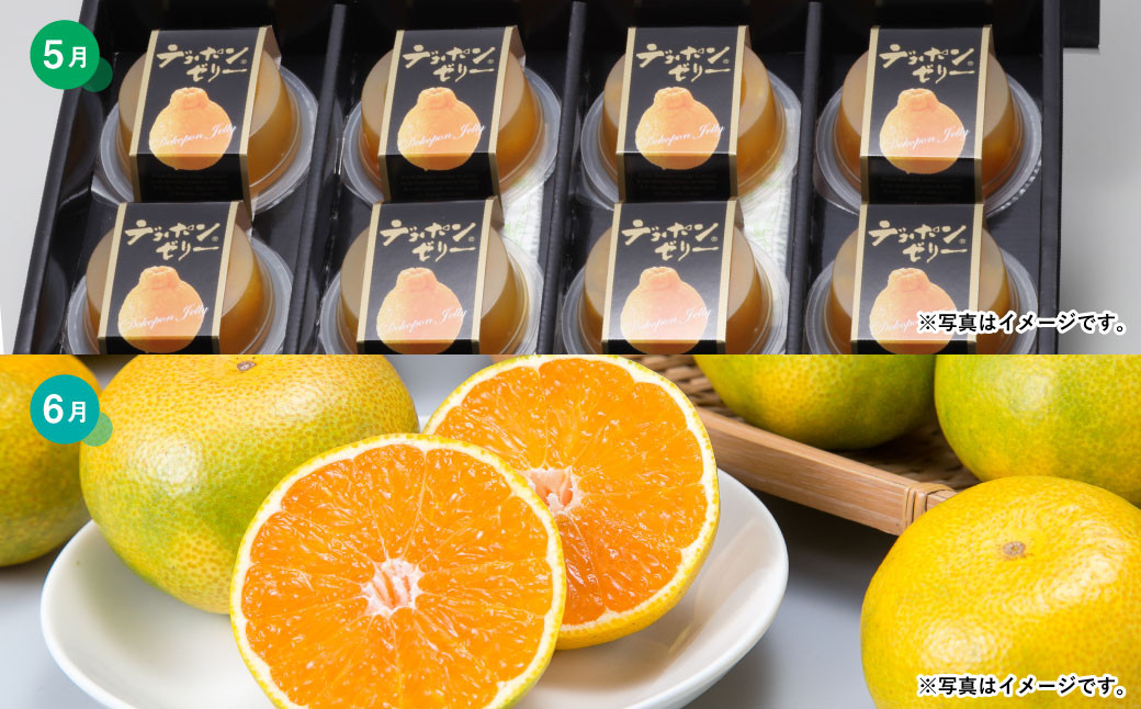 熊本便り!旬の柑橘堪能定期便