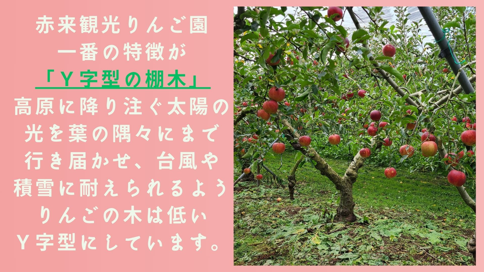 特徴はY字型の棚木。多様の光を葉の隅々まで行き届かせる工夫です！