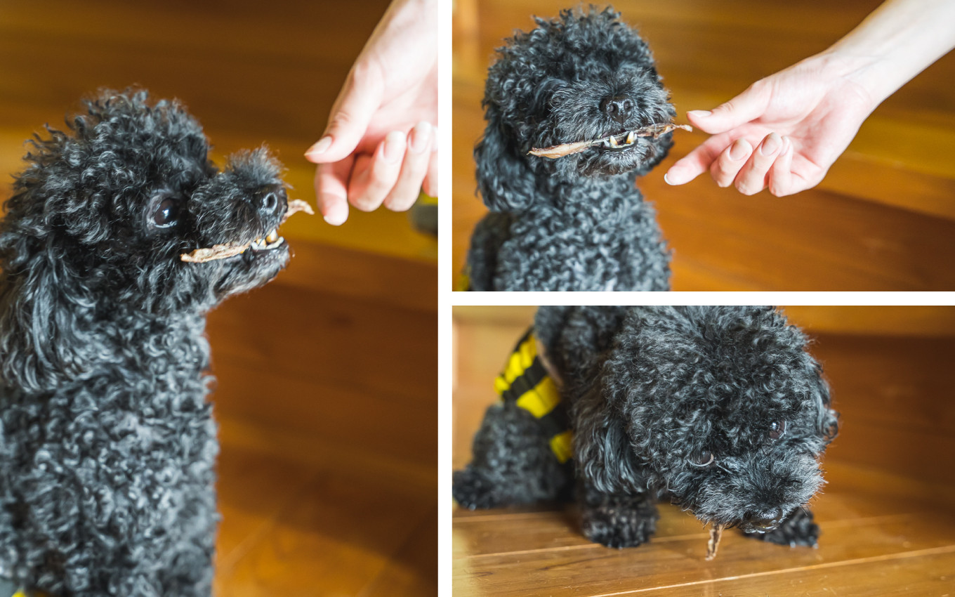 大型犬はもちろん、小型のワンちゃんでもこの食らいつきよう!
普段のご飯を食べなくなる場合もあるので、少しずつあげてくださいね
