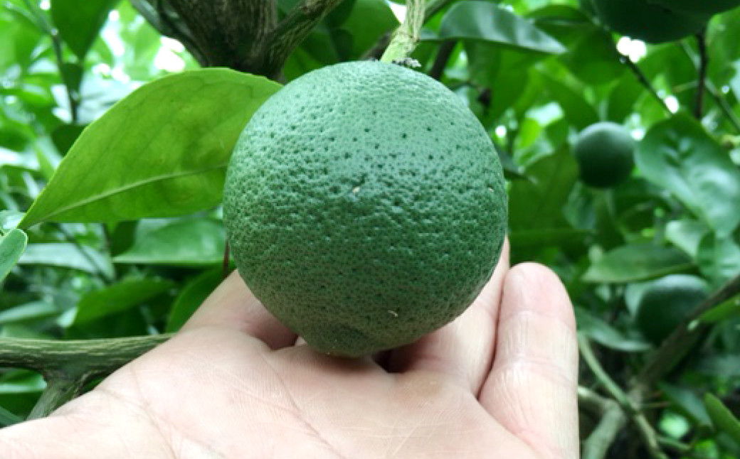 有機 JAS 認証 かぼす青果 2kg ( 箱入り )	