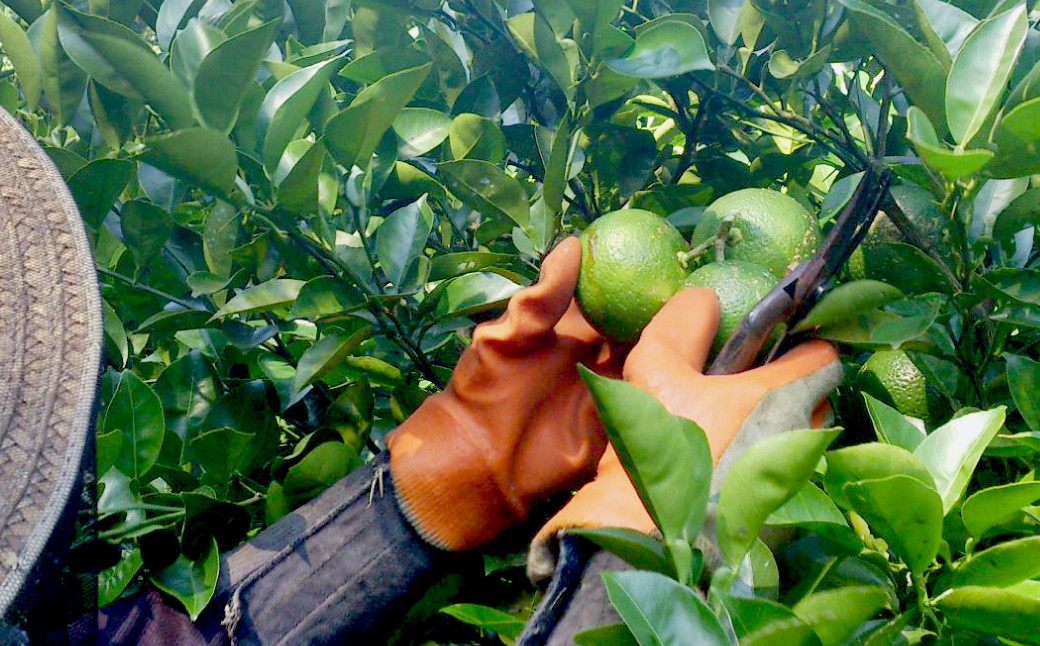 有機 JAS 認証 かぼす 青果 4kg ( 箱入り ) 