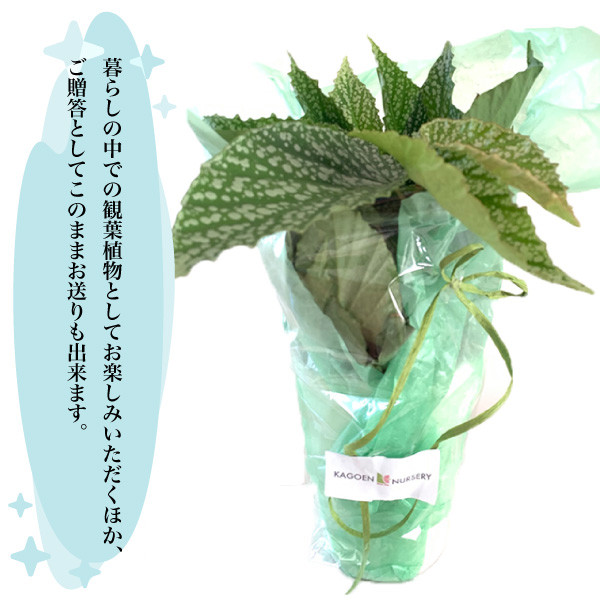 贈答用としてもおすすめです