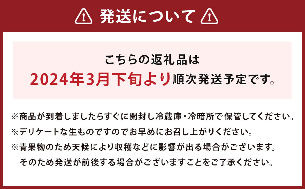 紅まくら スイカ 5kg以上 1玉