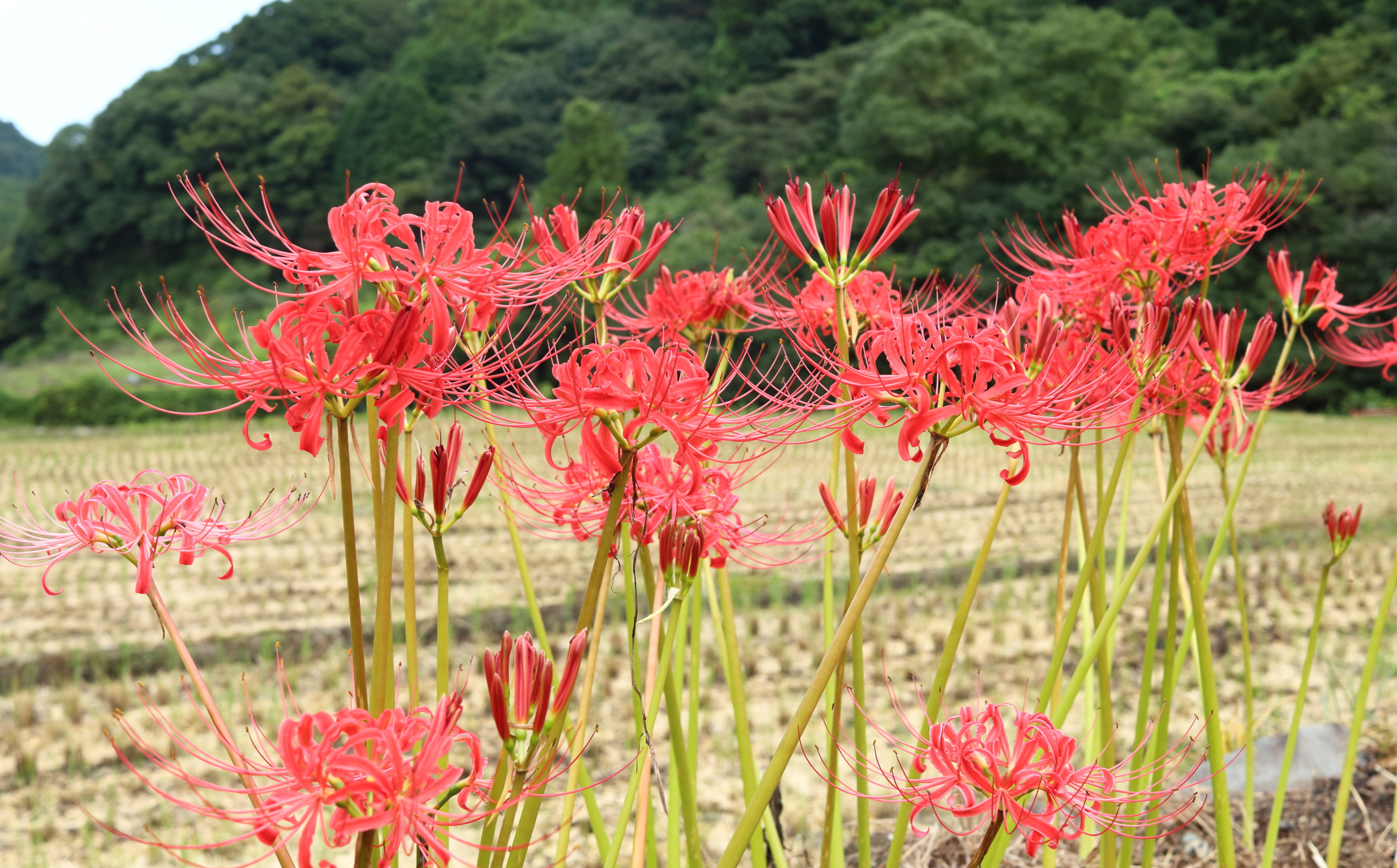 9月中旬、収穫後の彼岸花。