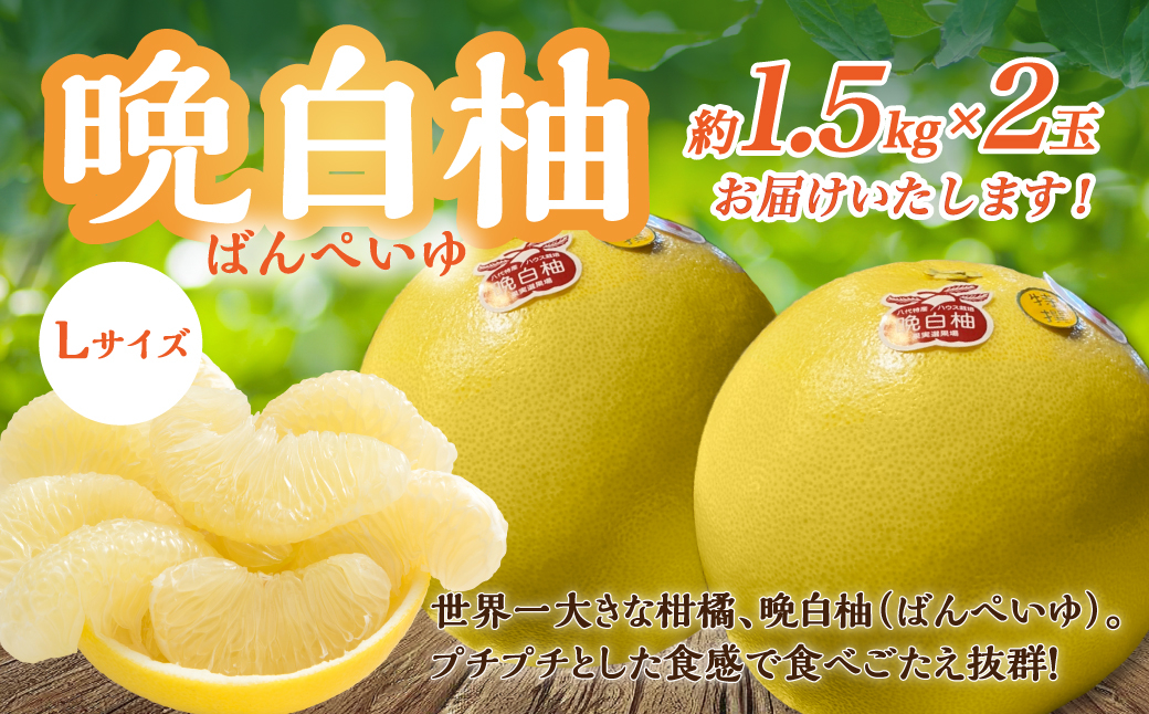 晩白柚 Lサイズ 2玉入り