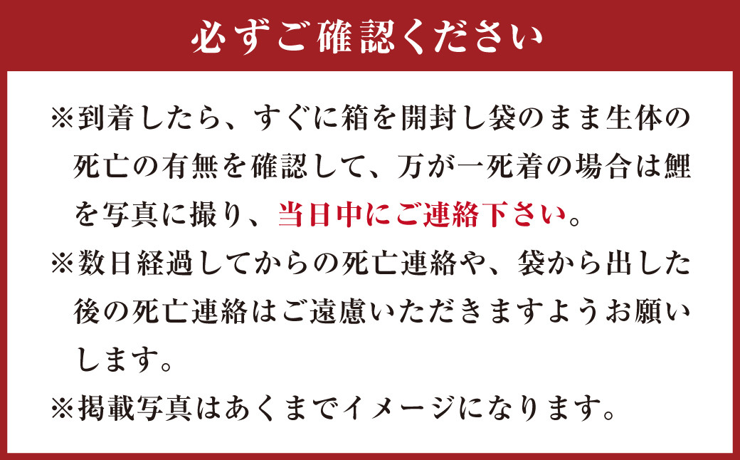 rk-koi産 錦鯉ミックス 10～15cm 10尾 セット