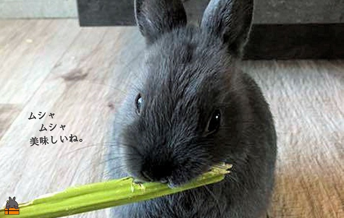 ムシャ、ムシャ、美味しいね。