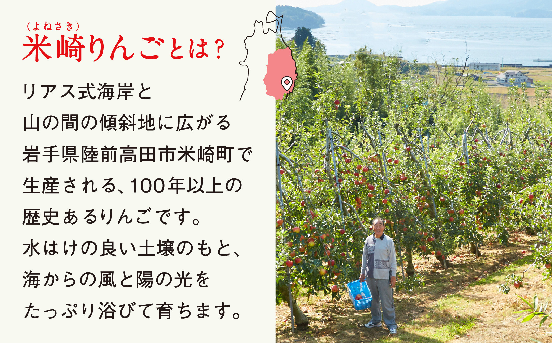王道のふじ!シャキシャキ!ジューシー!