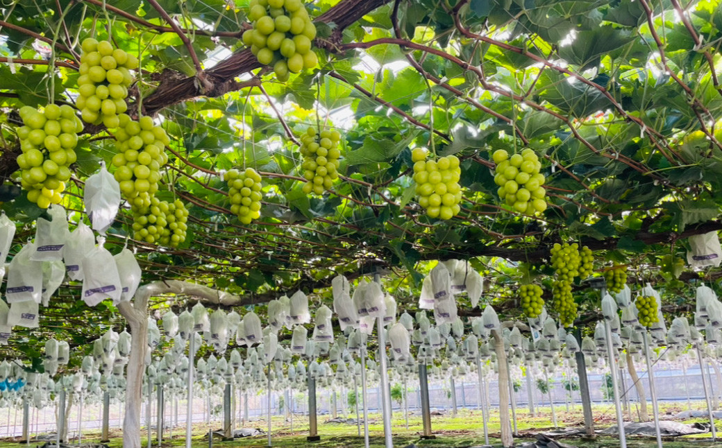 【先行予約】豊後大野市産 シャインマスカット 1.2kg