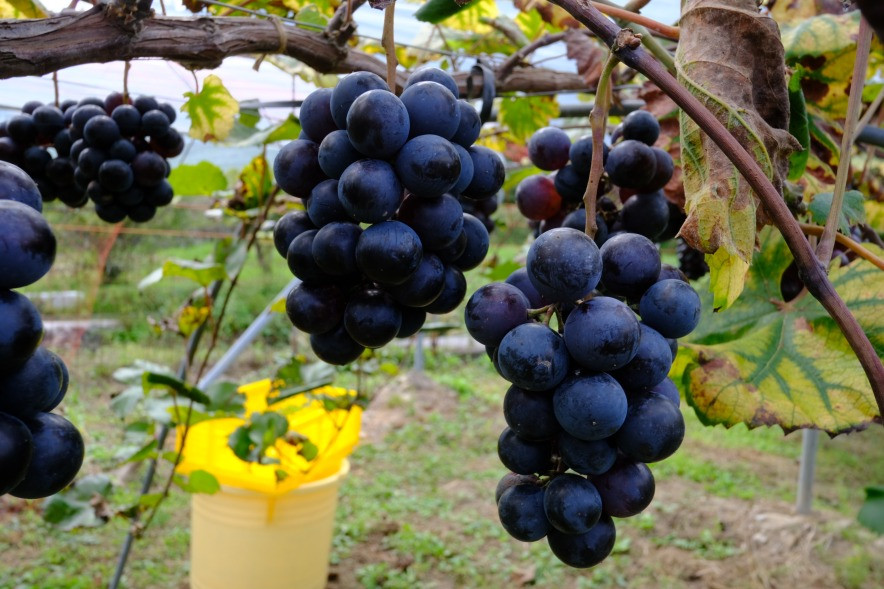 赤ワインは、マスカットベーリーAを使用しています