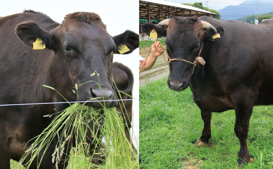 A5等級 博多和牛 上赤身うす切り 1kg(500g×2パック)