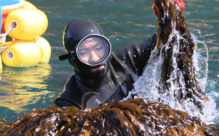 海藻サラダ 簡単 乾物 乾燥 わかめ 茎わかめ めかぶ ひじき