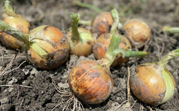 淡路島　南あわじ市産玉ねぎ 5kg