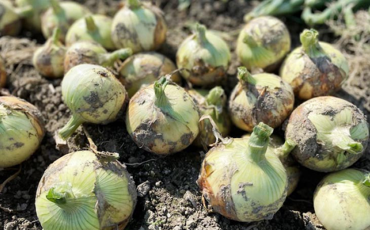 淡路島　南あわじ市産玉ねぎ 5kg