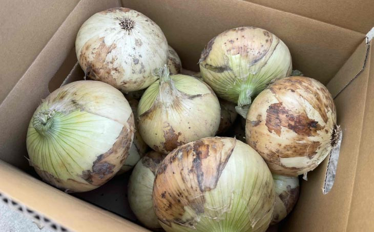 淡路島　南あわじ市産玉ねぎ 5kg