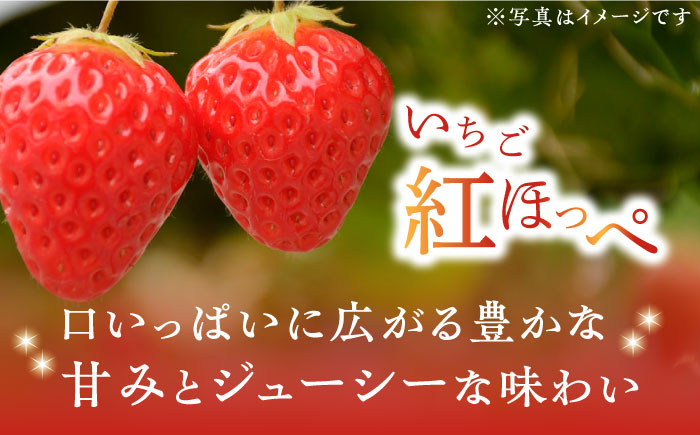 苺 いちご イチゴ ストロベリー 果物 くだもの ジャム 紅ほっぺ フルーツ 冷蔵 小分け 産地直送 甘い 品種 国産 広島県産
