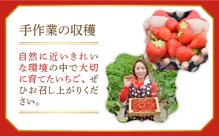 苺 いちご イチゴ ストロベリー 果物 くだもの ジャム 紅ほっぺ フルーツ 冷蔵 小分け 産地直送 甘い 品種 国産 広島県産