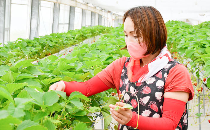 苺 いちご イチゴ ストロベリー 果物 くだもの ジャム 紅ほっぺ フルーツ 冷蔵 小分け 産地直送 甘い 品種 国産 広島県産