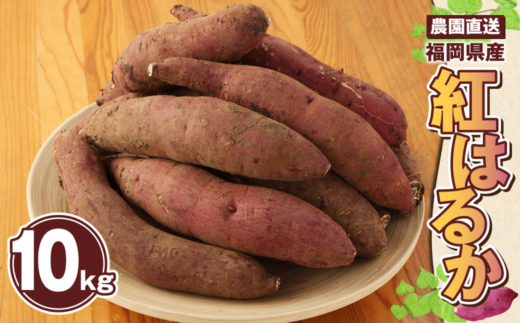 農園直送 福岡県産 紅はるか 10kg べにはるか さつまいも サツマイモ