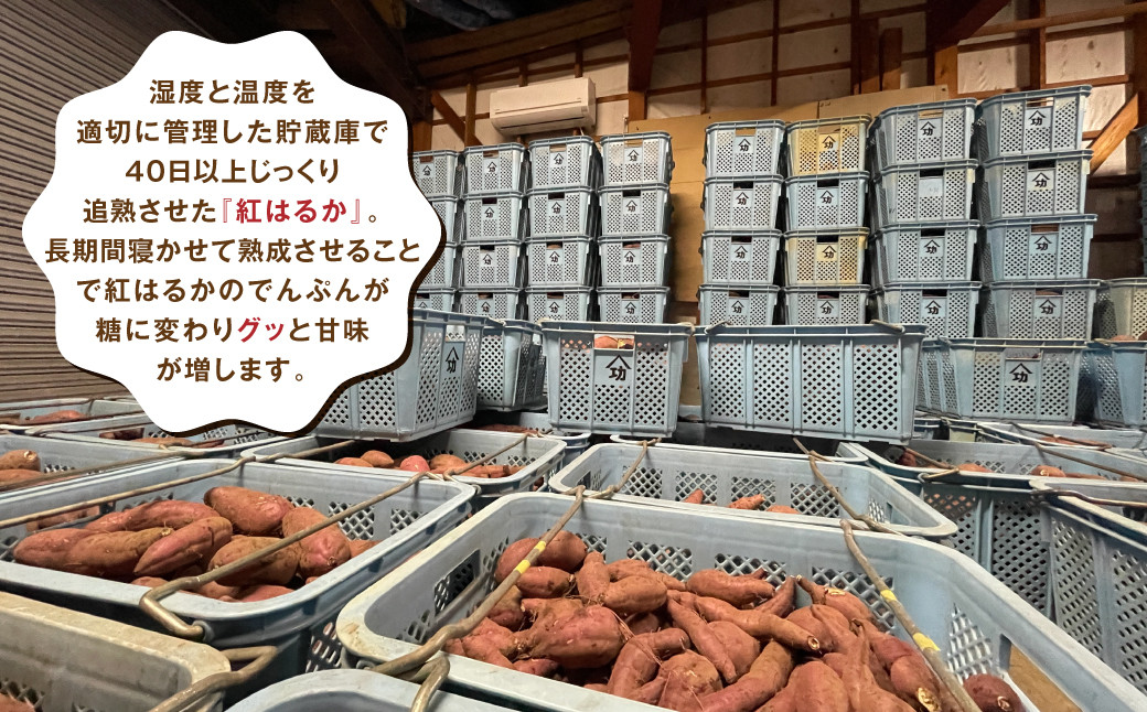 農園直送 福岡県産 紅はるか 10kg べにはるか さつまいも サツマイモ