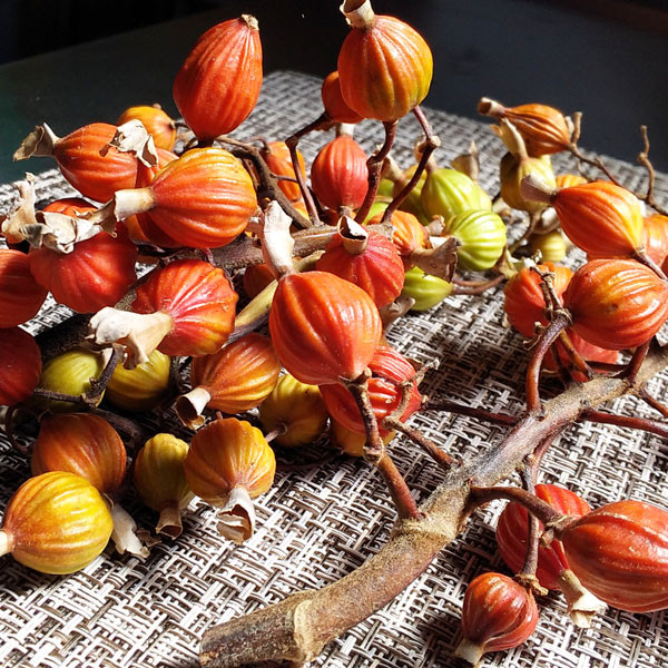 1袋【３ｇ×１０包】　×３袋セット