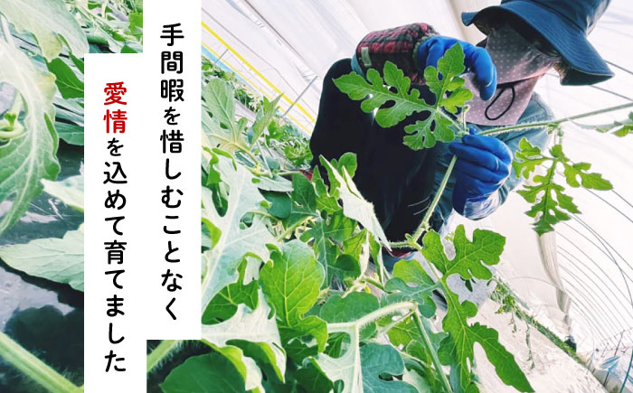 種ごと 食べられる 小玉スイカ 2玉 ピノガール 熊本県産 すいか 西瓜 スイカ 熊本県 名産 果物 フルーツ 旬 甘い 新鮮