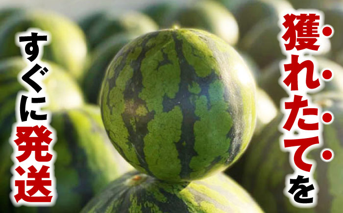 種ごと 食べられる 小玉スイカ 2玉 ピノガール 熊本県産 すいか 西瓜 スイカ 熊本県 名産 果物 フルーツ 旬 甘い 新鮮