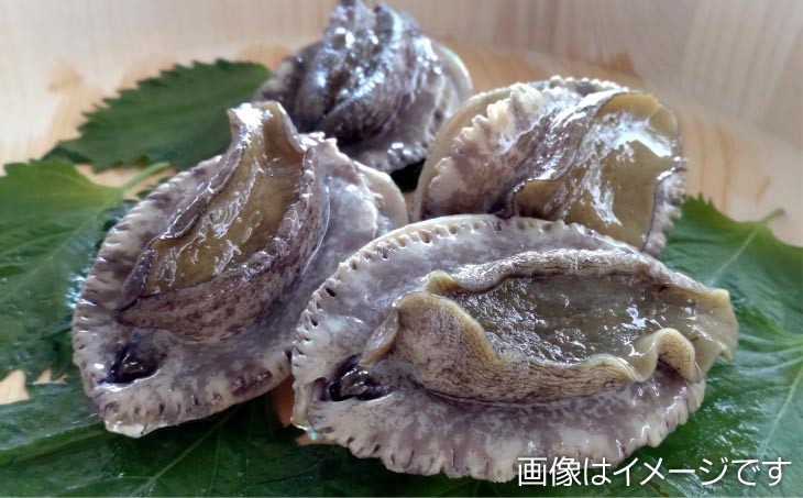 養殖”活”エゾアワビ4個 約300g
