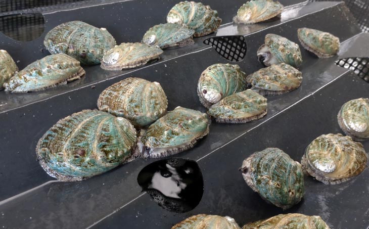 養殖”活”エゾアワビ2個 約150g