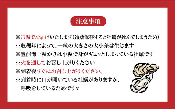 築上町特産品　冬の味覚「豊前海一粒かき」