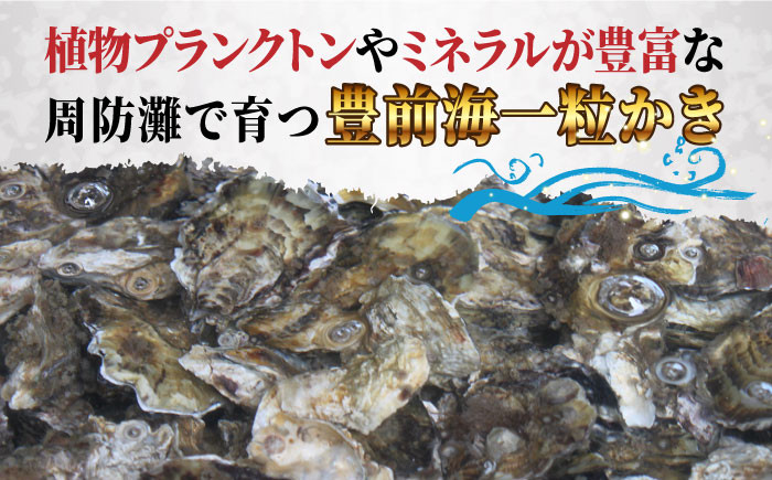 築上町特産品　冬の味覚「豊前海一粒かき」