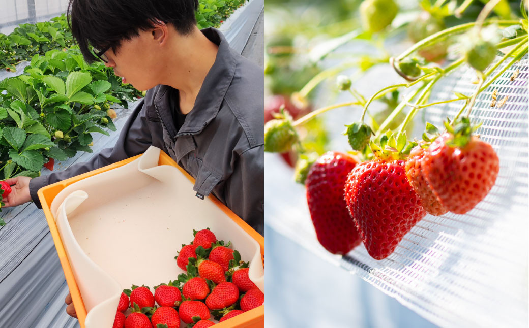 完熟あまおう 贈答用4パック いちご 苺 イチゴ フルーツ 果物 くだもの あまおう ギフト 冷蔵 苅田町