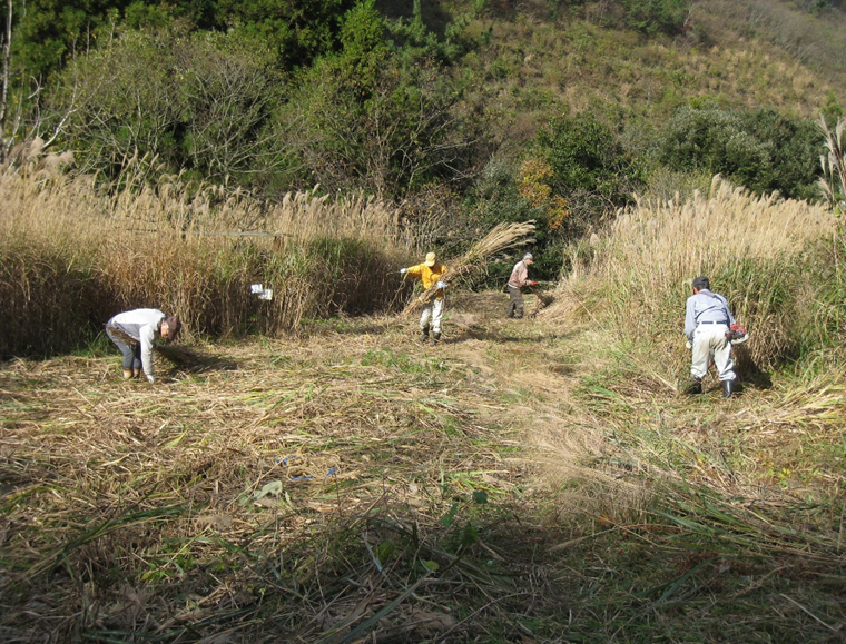 毎年ＮＰＯ会員によって屋根素材の茅（ススキ）を刈取り蓄えます
