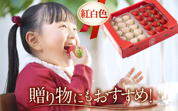 希少な白いちごとさがほのかを食べ比べ！