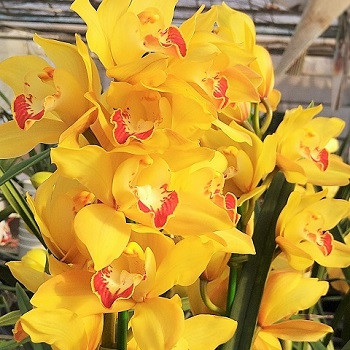 スタンダードタイプ(黄色)