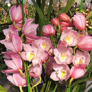 スタンダードタイプ(ピンク)