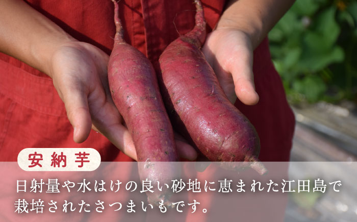 さつまいも 紅はるか 安納芋 芋 サツマイモ やきいも 大学芋 饅頭 焼酎 酒