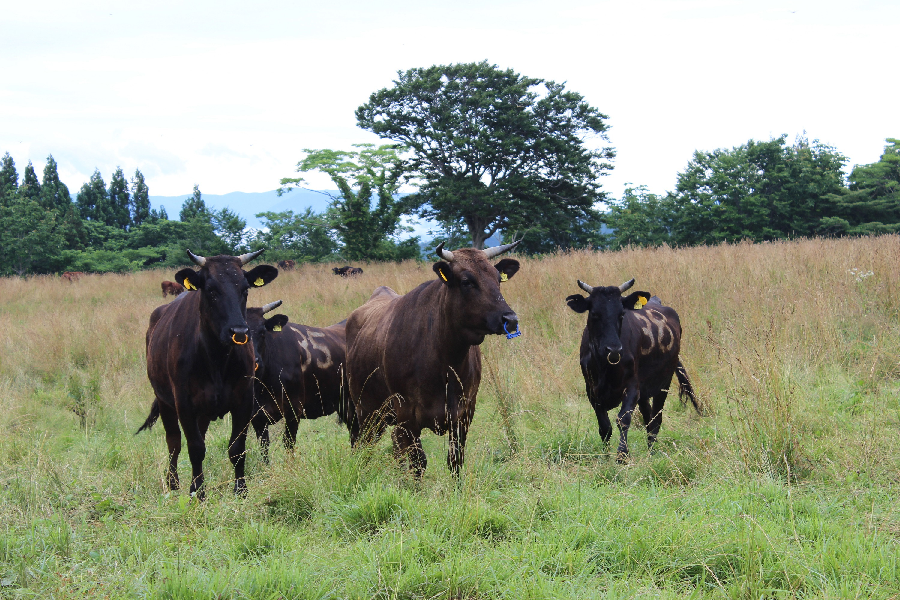 自然豊かな場所で育てています。