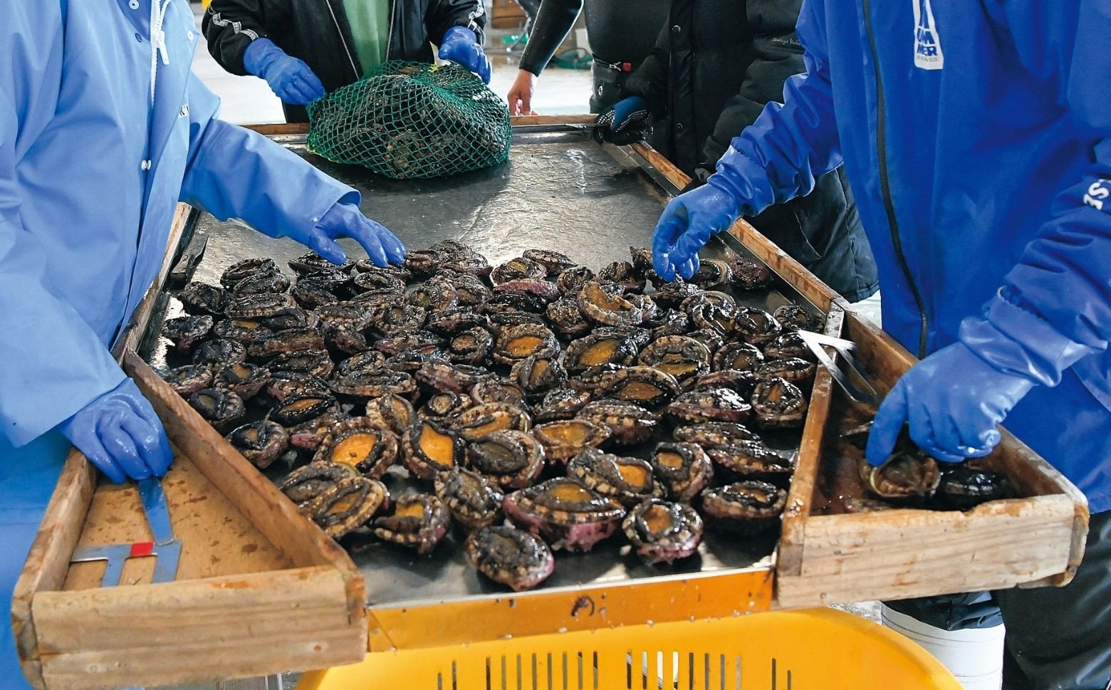 厳選した活きのいい天然アワビをお届けします