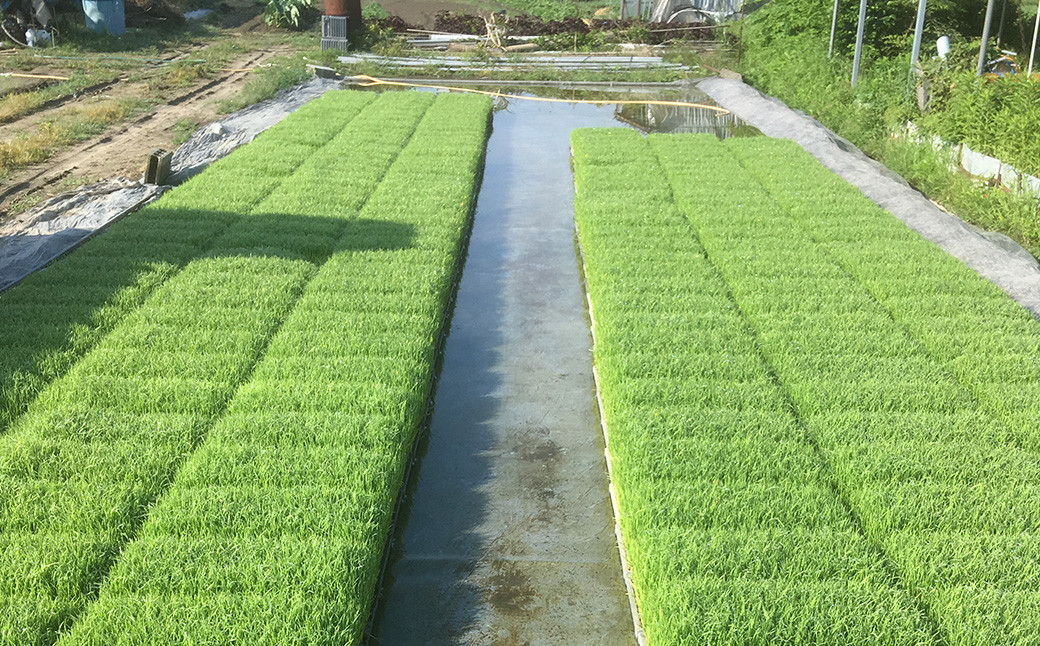 A233 みやまのきよみず米 にこまる 10kg 玄米