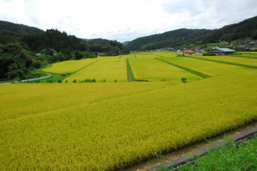 黄金色に染まる田んぼ。美味しいヒメノモチを作るため、標高の高い場所で作っています。