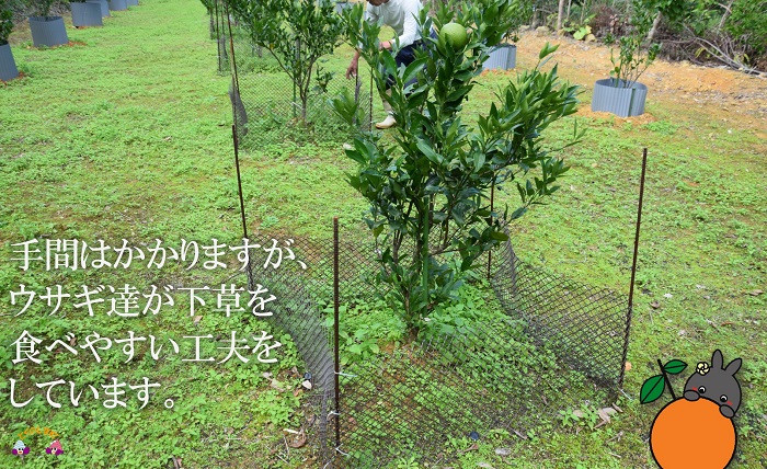 ウサギさんが食べて良い下草と、かじってはいけない木を1本1本柵で分けました。