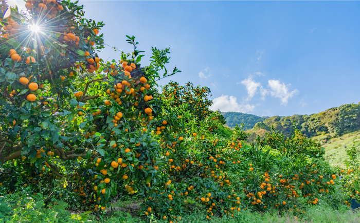みかん ミカン 高島屋