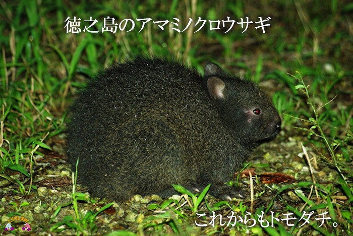 私達の島には世界でも貴重なトモダチが暮らしています。