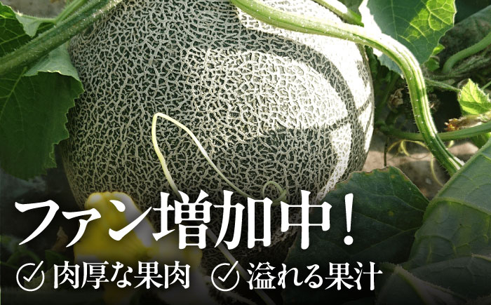 肥後グリーン メロン 小玉 すいか セット ブランド 高級 ジューシー 糖度 青肉 産地直送 季節物 新鮮 熊本 山鹿市